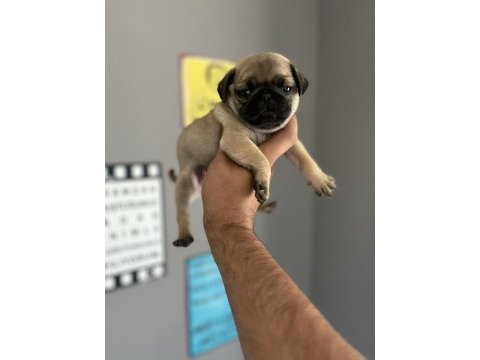 Pug mops yavru köpeğimiz