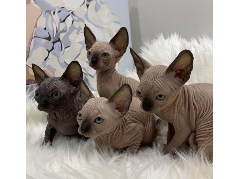 Sphynx sfenks tüysüz dişi erkek yavru
