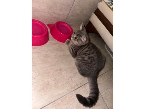 Safkan british shorthair flood