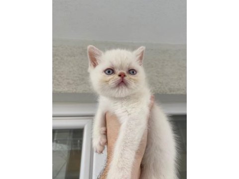 Yakışıklı yaklaşık 2 aylık chinchilla bebek