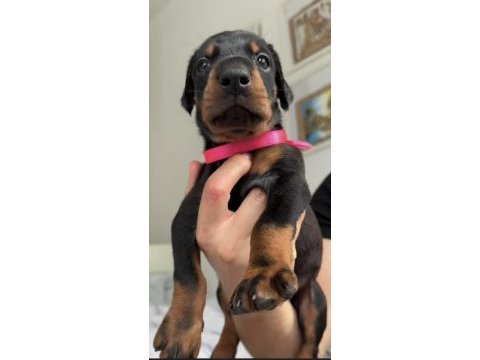 Rezerve açık doberman