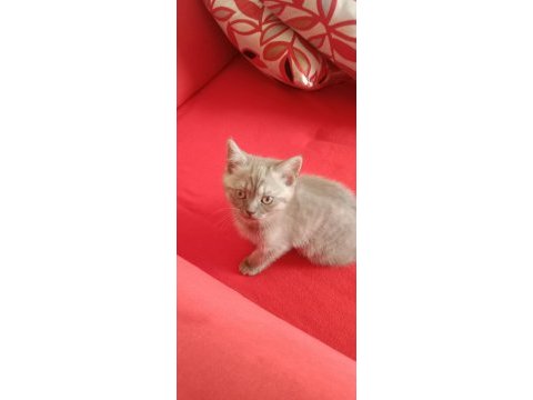 İki tatlı kedimiz
