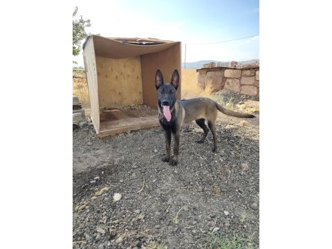 Belçika kurdu malinois