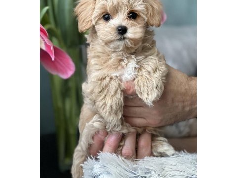 Maltipoo kore kan 0 numara bebekler