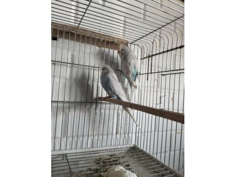 Evcil hayvanlar muhabbet kuşlar