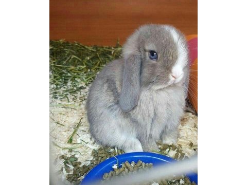 Lop tavşanlar gün içi gönderim mevcut