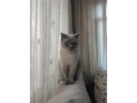 1 yaşında british shorthair çiftleşme (eş aranıyor)