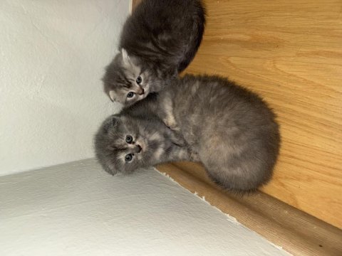 Scottish fold yavru kediler orjinal