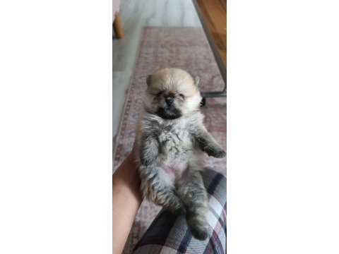 Pomeranian boo erkek ve dişi yavrularımız