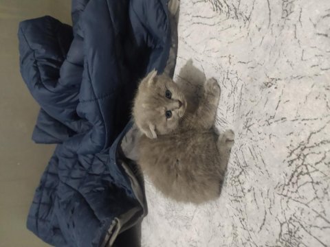 2 aylık scottish fold - blue point melezi