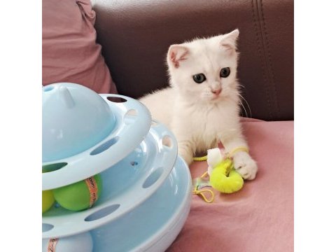 British shorthair silver erkek