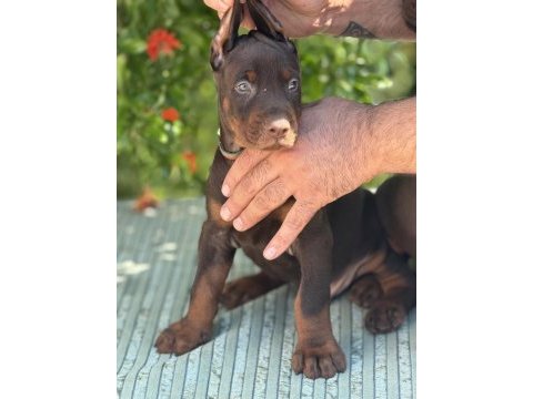European doberman yavrular