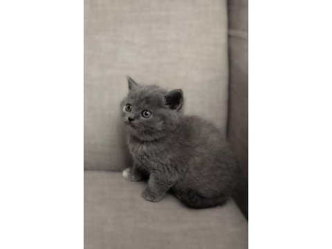 Minik british shorthair bebelerimiz