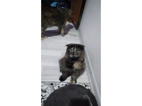 4 aylık scottish fold 2 yavru uysal