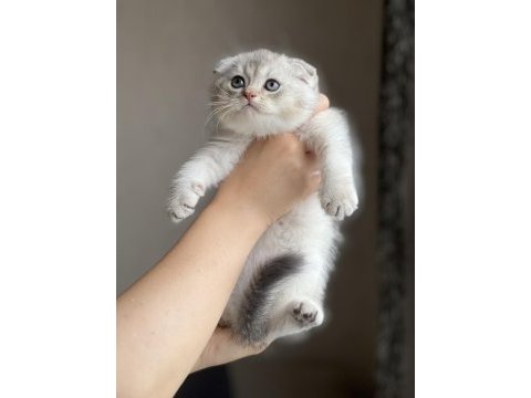 Sıfır kulak oyuncu scottish fold silver yavrum