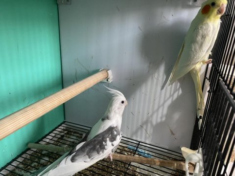 Çesit çeşit sultan papağanı 16 yaş altı özel kampanya