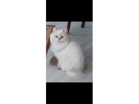 3 adet british longhair silver shaded erkek yavru