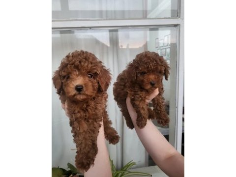 Minyatür kore toy poodle yavrular