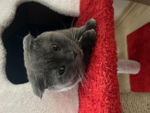 Scottish fold kedimiz dumanımız