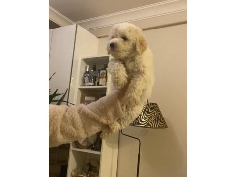 Erkek oyuncu maltipoo köpeğim