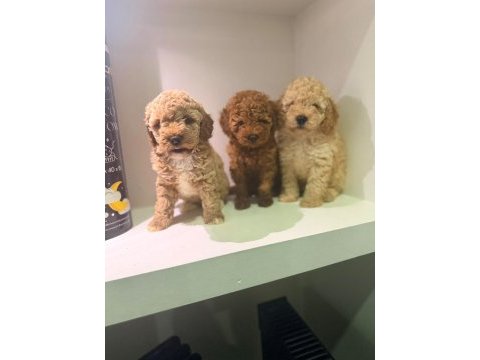 Poodle yavrularımız