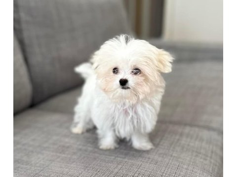 A kalite kar beyazı kore kan maltese orjinal safkan