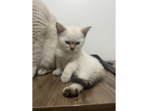 British lynx point erkek kedim