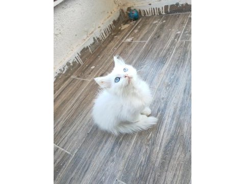 British longhair kedisi