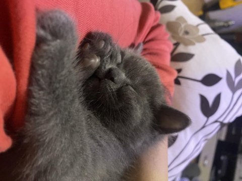 British shorthair yavruları