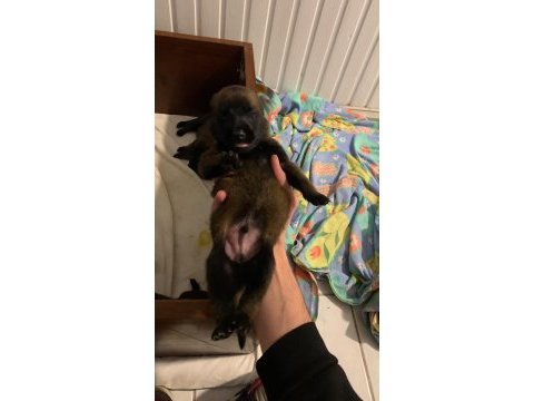 Knpv çalışma hattı belçika malinois yavruları