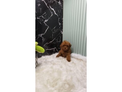 Maltipoo yavrular sizi bekliyor