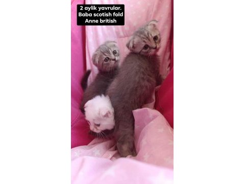Baba scottish fold anne british shorthair yavruları