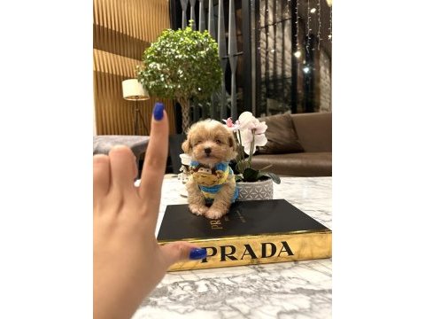 O dil hep dışarıda muhteşem surat maltipoo oğlum rico