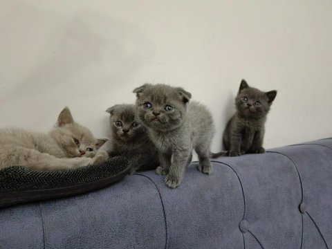 Yavru kediler british scottish fold