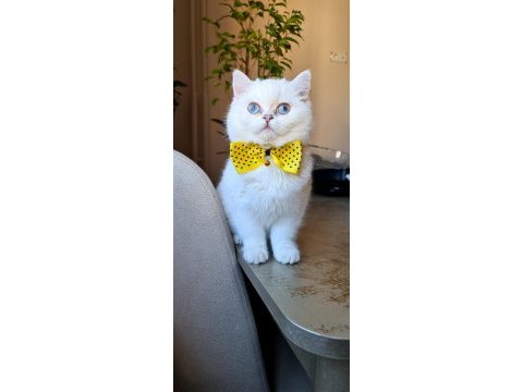 Kar beyazı british shorthair