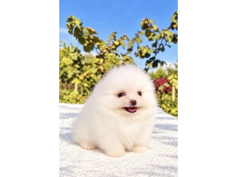 Minicik pomeranian boo köpeği
