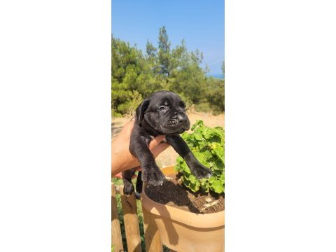 Safkan cane corso yavrularımız