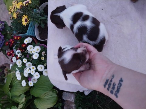 Chihuahua (şivava) yavrular şivava