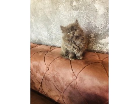 2 aylık dişi british longhair yavrumuza yuva arıyoruz