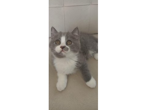 British shorthair kedisi sahiplendirme