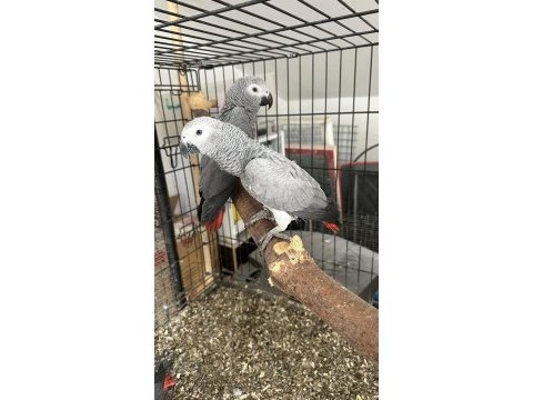 Bebek jako papağanları