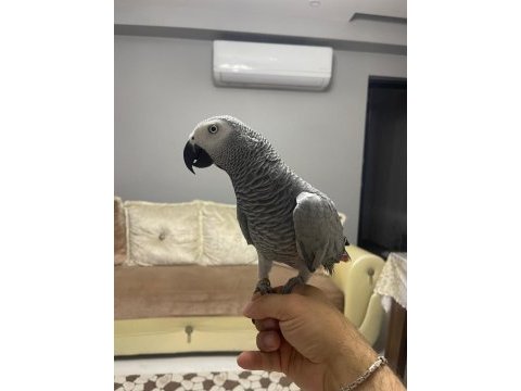 Mükemmel bakımlı erkek jako üst düzeyde konuşur