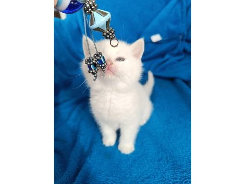 British shorthair 2 aylık dişi ve erkek