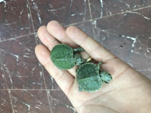 Kırmızı yanak su kaplumbağalarım tospik ile saşa