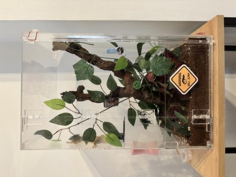 Crested gecko subadult