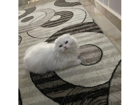 6 aylık erkek scottish fold