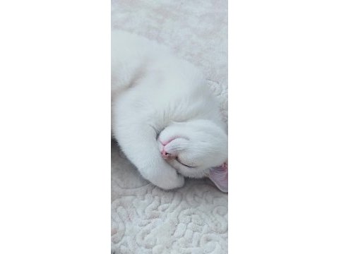 9 aylık beyaz golden blue point kısır british shorthair