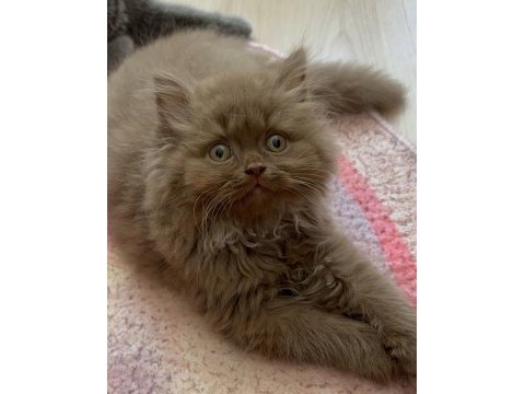 British longhair cinnamon
