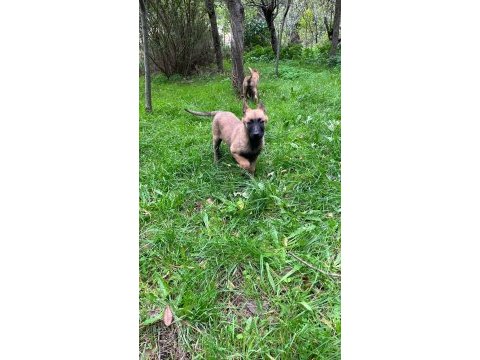 Belçika kurdu (malinois)