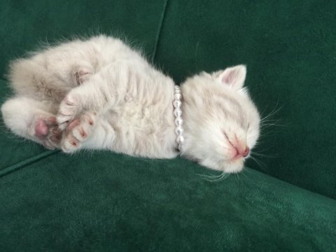 Erkek blue golden british shorthair